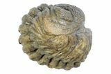 Wide, Bumpy Enrolled Morocops Trilobite - Morocco #383417-1